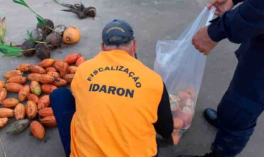 Idaron intensifica fiscalização para proteger lavoura de cacau rondoniense contra fungo