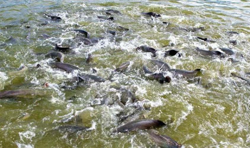 Prefeitura manterá estande para dar orientação técnica aos produtores de peixes na 3ª Portoagro
