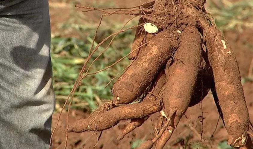 Dia de campo de mandioca acontece dia 25 de outubro em Porto Velho