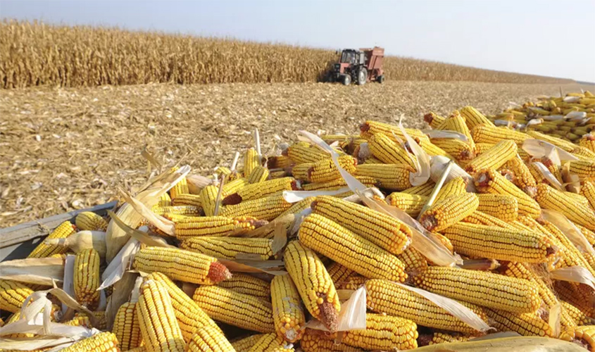 Produção de milho no estado alcança segundo lugar no ranking da região