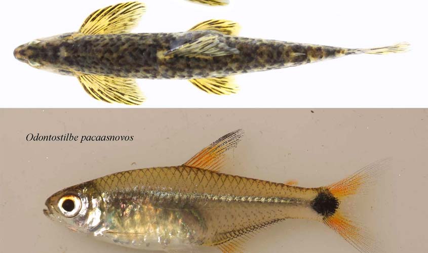 Pesquisadores da UNIR descrevem duas novas espécies de peixes da bacia do rio Madeira