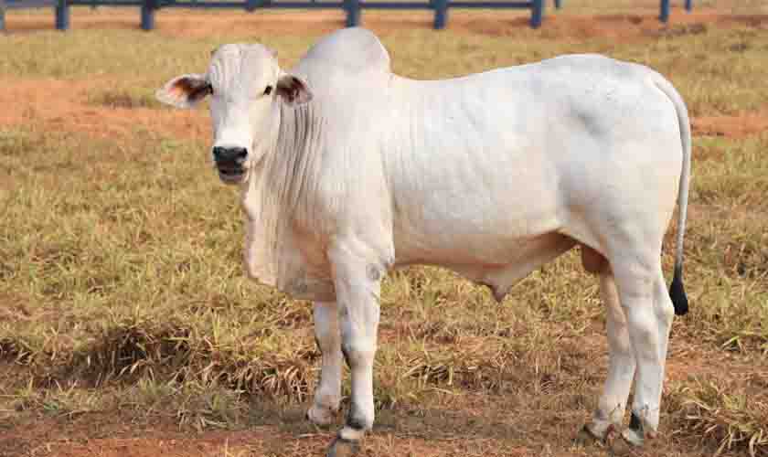 Incentivos ampliam e modernizam o setor em Porto Velho