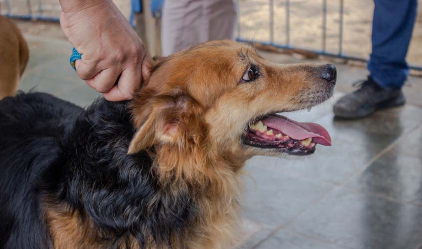 Skate Park será sede da 4ª feira de adoção de cães e gatos no dia 5 de novembro