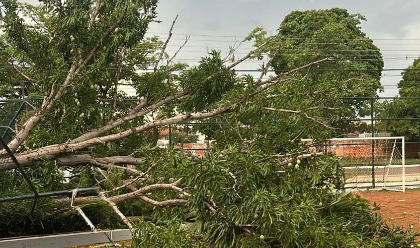 Chuva: Porto Velho orienta sobre quedas de árvores