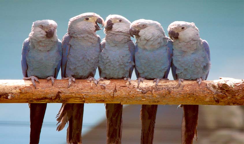 Faltam apenas 95 dias para o sonho se tornar realidade!