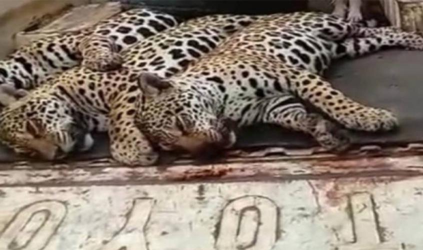 Após vídeo mostrando onças abatidas a tiros viralizar no país, polícia descobre fazenda onde aconteceu crime ambiental