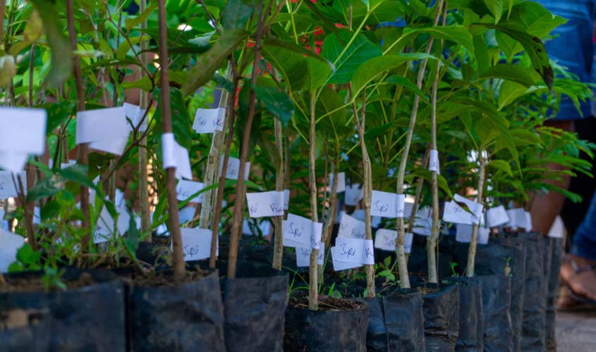 Mudas são distribuídas para população da capital e distritos