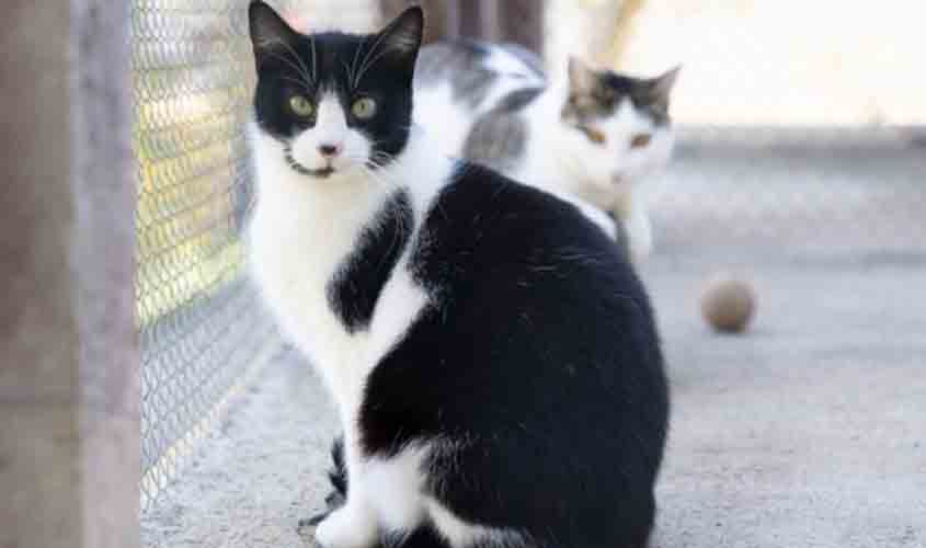 Doença infecciosa transmitida por gatos é confirmada em Manaus