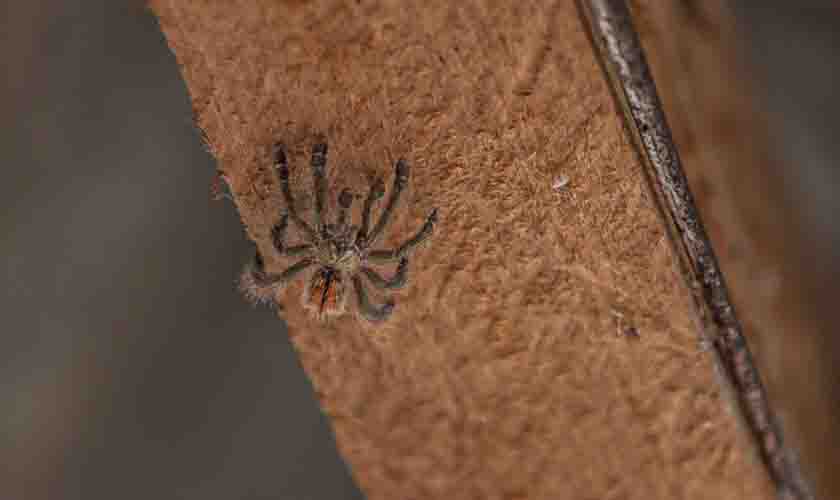 Medidas para evitar acidentes com animais peçonhentos devem ser redobras no período chuvoso em Porto Velho