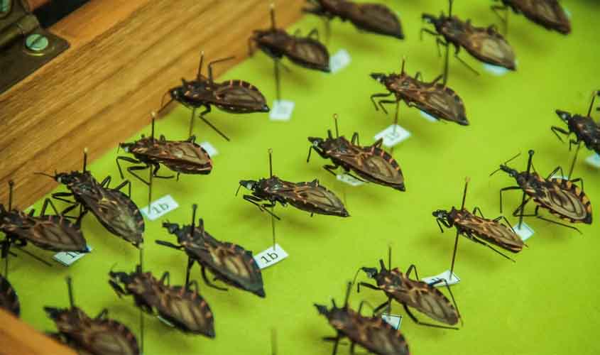 Três besouros foram confirmados infectados com doença de Chagas em Rondônia, em 2018