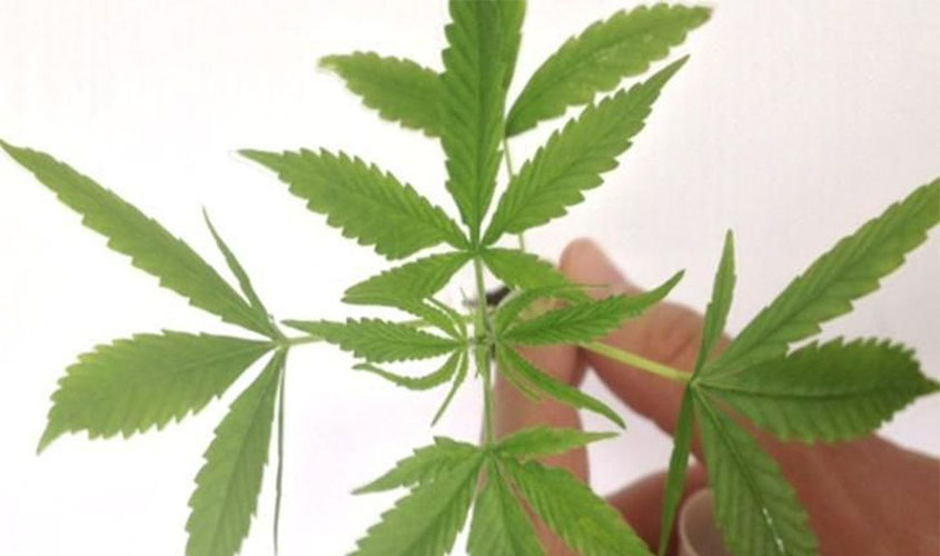 Estudo contesta uso de maconha no tratamento da dependência de cocaína