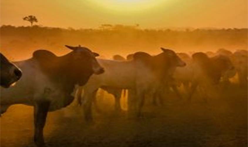 Idaron apresenta balanço das ações executadas para suspensão da vacina contra febre aftosa