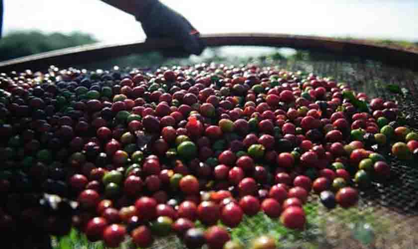 Café registra queda no preço nesta terça-feira (15)