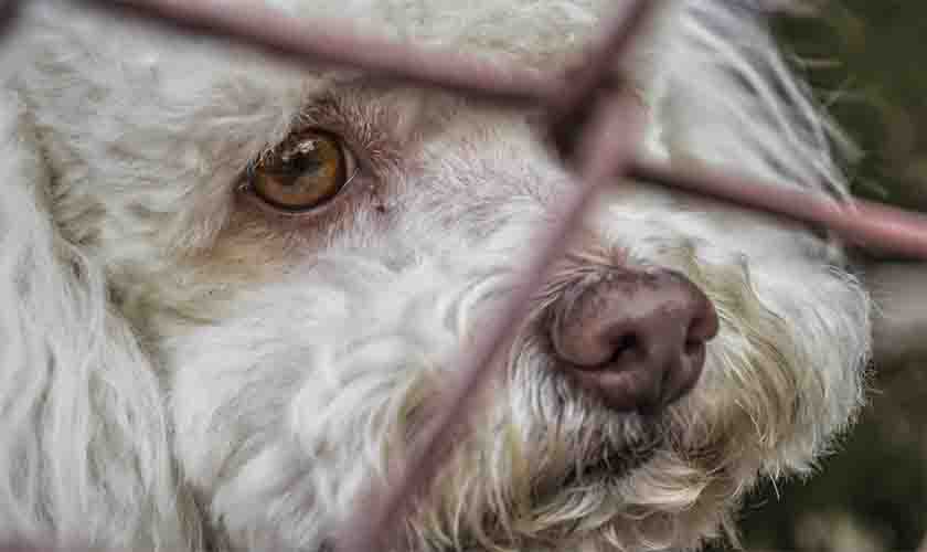 Superlotação em abrigos de cães e gatos acende alerta de saúde pública 