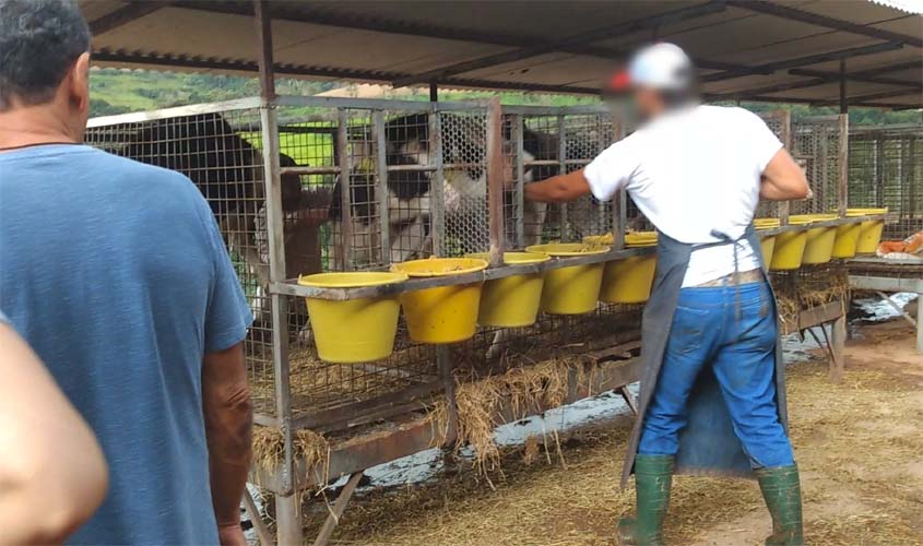 Nova investigação sobre a Danone revela sofrimento animal em fazendas no Brasil