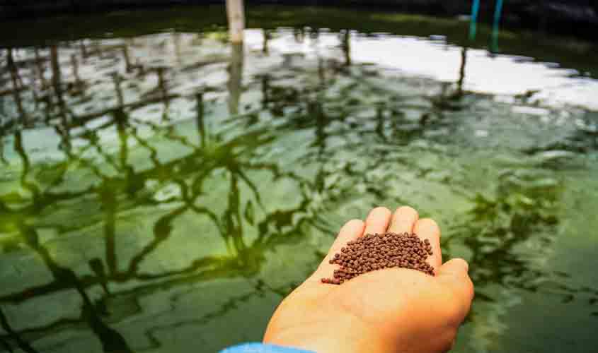 Projeto “Boas Práticas na Produção de Formas Jovens” vai implantar mecanismos para rastrear setor aquícola em Rondônia