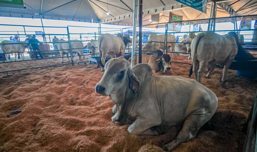 Produtor rural tem papel crucial para manutenção do status de livre de aftosa sem vacinação