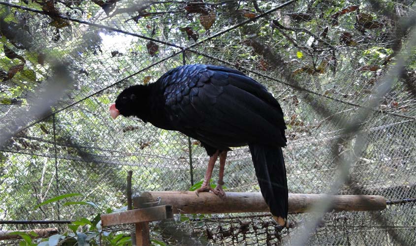Trabalho com participação da UFSCar busca reintroduzir em ambiente natural ave brasileira extinta 