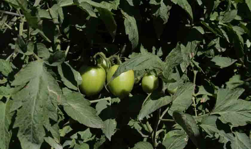 Rondônia avança na produção de tomate e colhe por ano cerca de 8 mil toneladas do produto