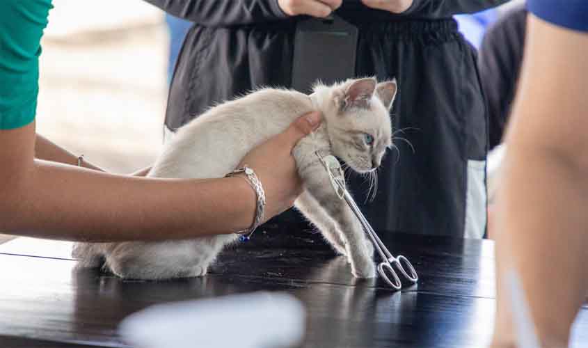 Porto Velho terá primeira clínica de bem-estar animal com atendimento veterinário gratuito