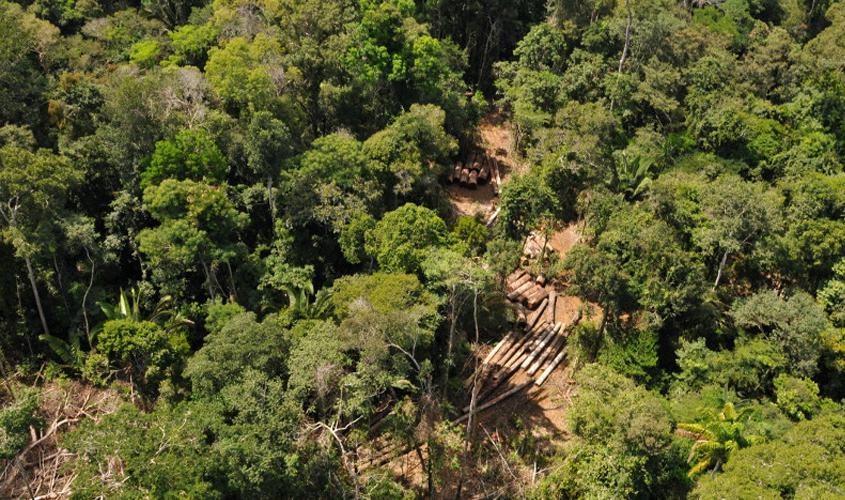 Ministra da Agricultura assinará contrato de concessão florestal, em Porto Velho