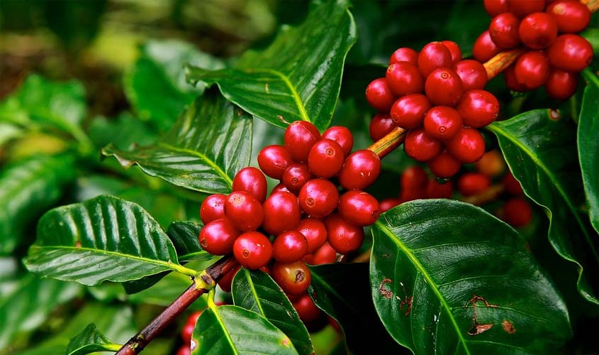 São Miguel do Guaporé foi o terceiro maior produtor de café do Brasil em 2021