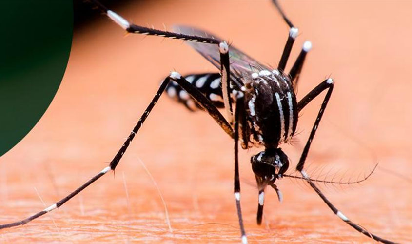 Quatro tipos diferentes do vírus da dengue circulam no Brasil