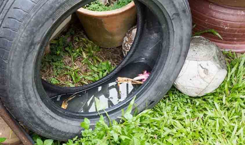 Levantamento da Divisão de Endemias mostra que focos de dengue estão em quintais de casas ocupadas