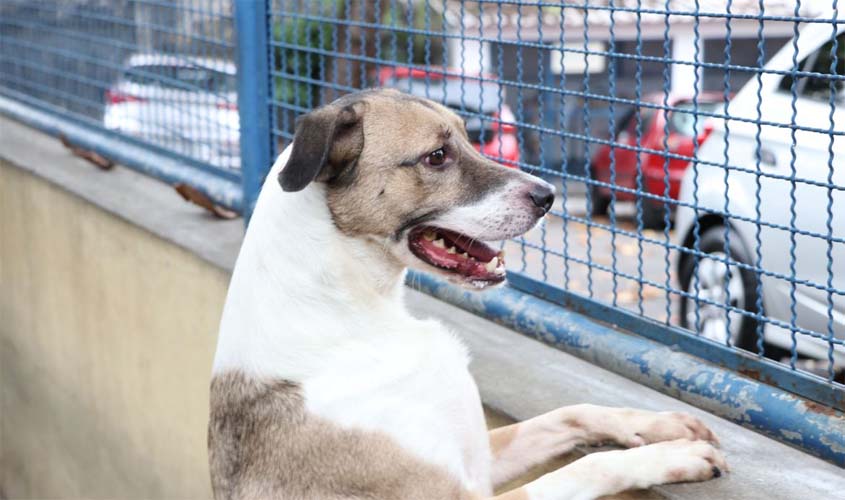 Câmara aprova projeto que incentiva a adoção de animais