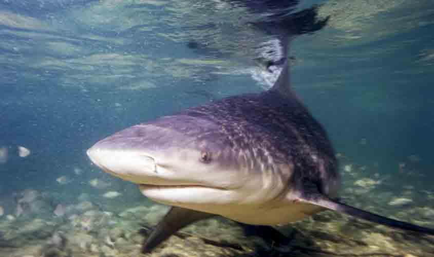 Ibama identifica responsáveis por tortura e morte de tubarão no Ceará