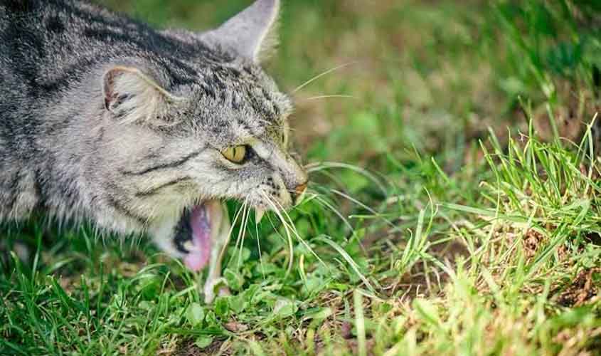 Quando o vômito do seu gato é perigoso? Médica Veterinária do CEUB detalha os riscos