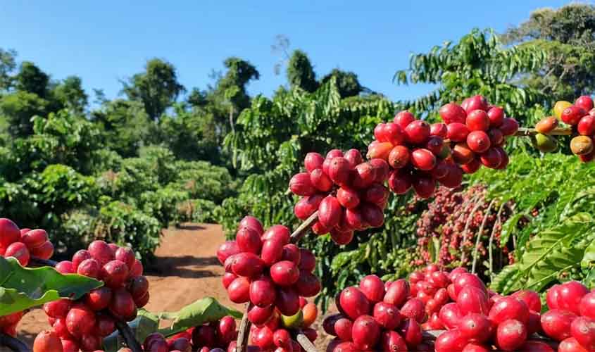Preço do café arábica sobe e saca é vendida a R$ 2.496 nesta quarta-feira (16)