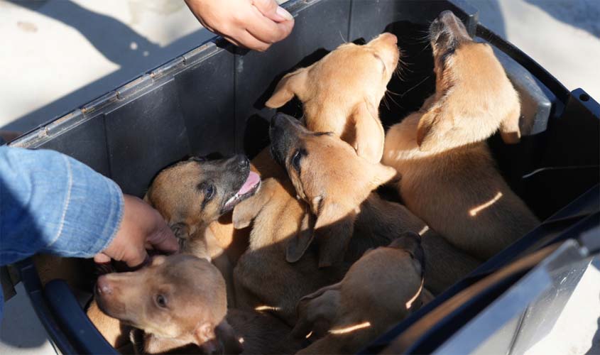 Adoção animal será destaque na Rua do Hexa