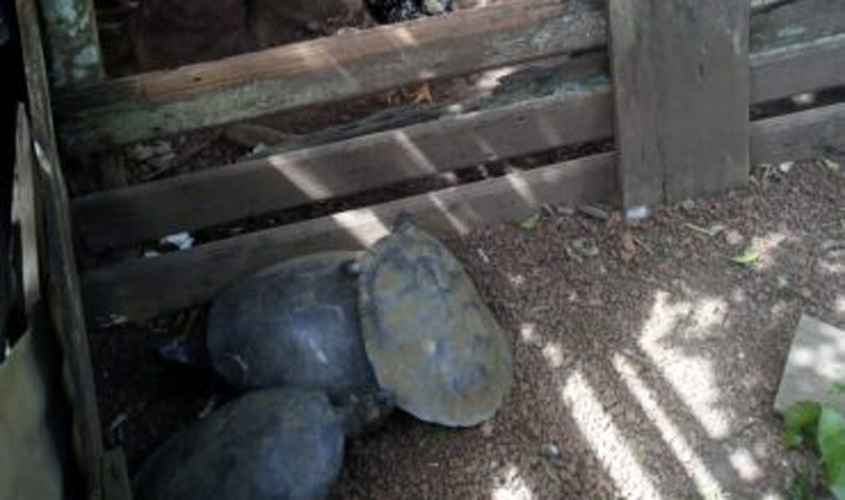 Polícia Civil de Costa Marques liberta três tartarugas presas em cativeiro