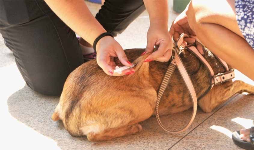 Prefeito inaugura unidades itinerantes para vacinar cães e gatos em bairros de Porto Velho