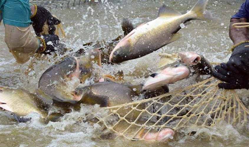 Tambaqui é o terceiro peixe mais exportado pelo Brasil