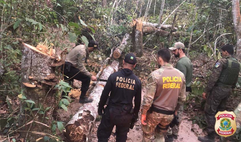 Rondonia: PF combate exploração ilegal de madeira em terra indígena