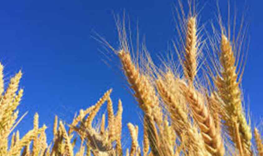 Soja e trigo em alta no Paraná