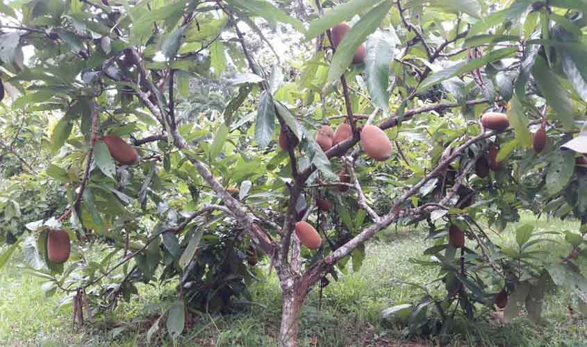 Produtor familiar alia renda e sustentabilidade com suporte do governo de RO