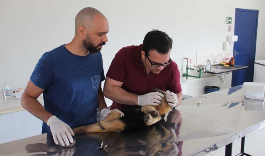 Tamanduá-mirim resgatado em área de incêndio não resiste aos ferimentos