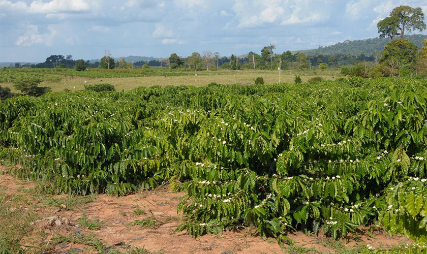 Sustentabilidade na condução da lavoura do café coloca Rondônia entre os maiores produtores do país