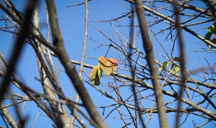 Rondônia é o 6° estado mais seco do Brasil