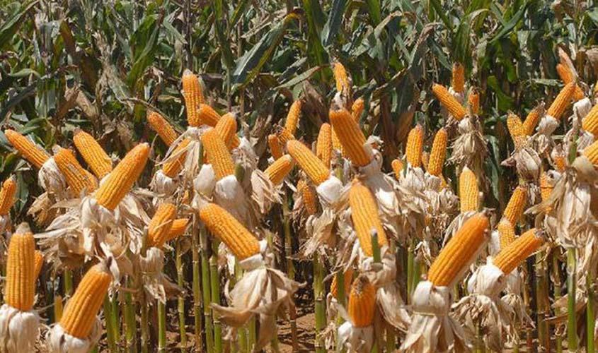 Rondônia tem maior estimativa de crescimento na produção de grãos na região Norte