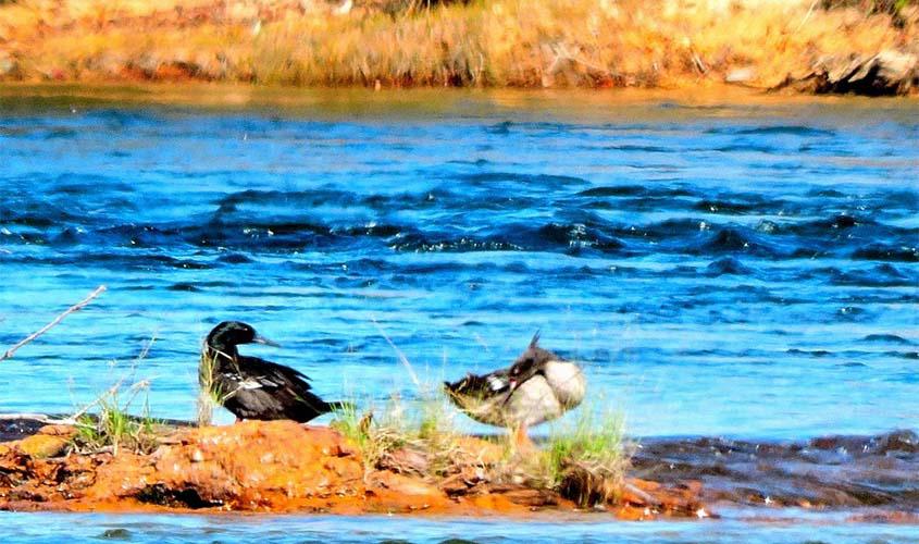 Expedição flagra 25 patos-mergulhão em UCs do Jalapão