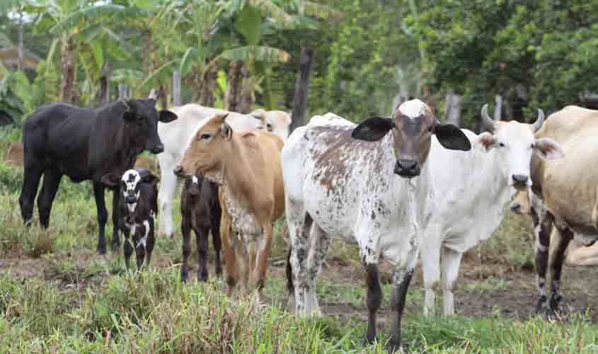 Rondônia apresenta avanços nas ações que garantem o reconhecimento da área livre de Febre Aftosa sem vacinação