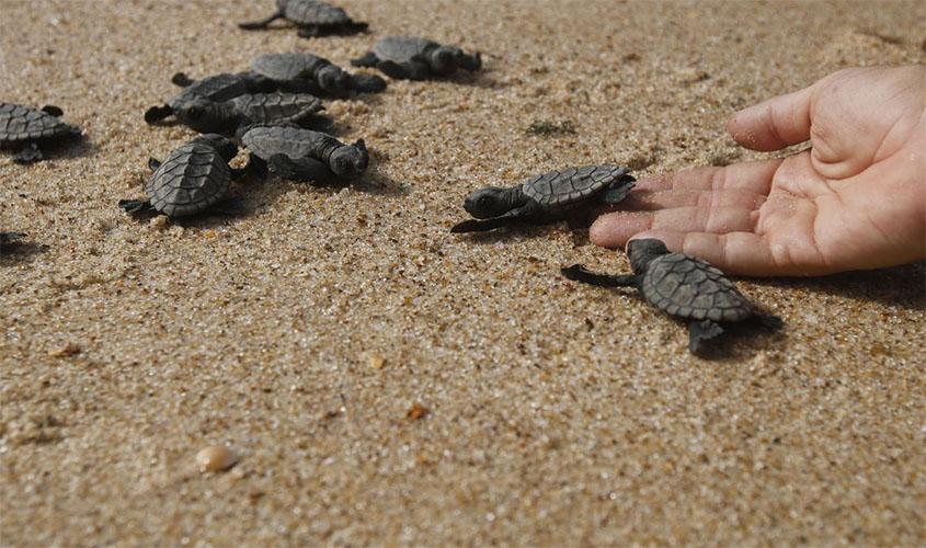 Pesca, plástico, aquecimento global e óleo são ameaças para tartarugas