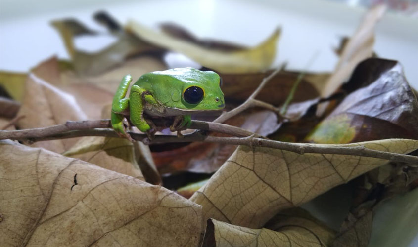 Anfíbio em perigo crítico de extinção é estudado pela Semma
