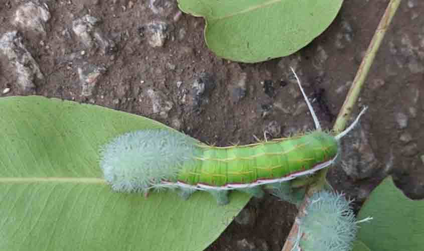 Semusa alerta população sobre risco de acidentes com lagartas em Porto Velho