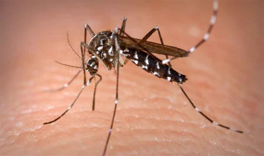 Agevisa alerta sobre cuidados para evitar criadouros do mosquito da Dengue no período chuvoso