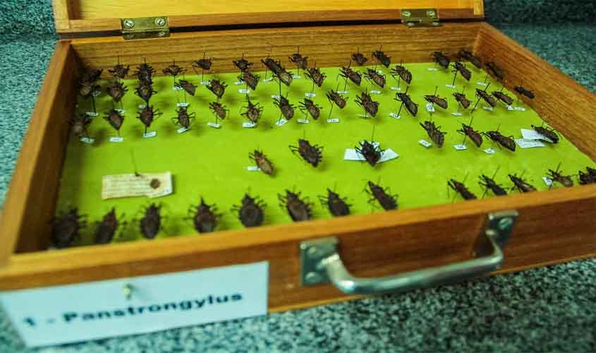 Rondônia registra o primeiro caso de doença de Chagas por transmissão vetorial